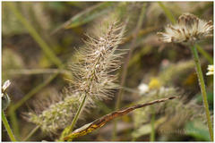 Setaria verticillata